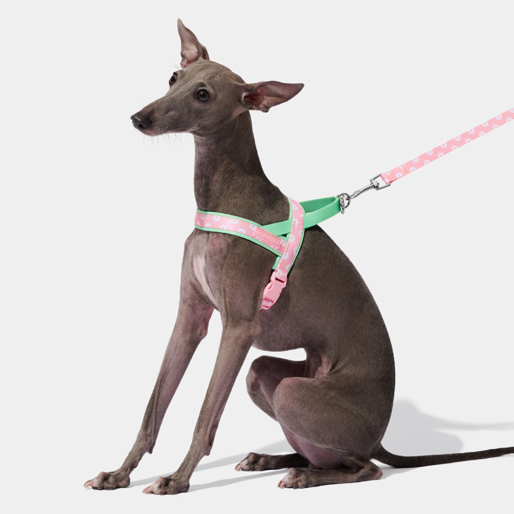 Arnés de Lujo para Mascotas co - Headcollar Rope Set reseña y precio